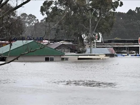 Lũ lụt đe dọa nhiều loài chim di cư ở Australia