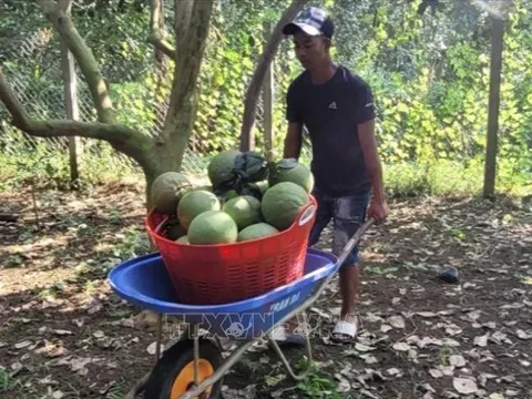Bà Rịa-Vũng Tàu: Trái cây Tết hút hàng, giá tăng