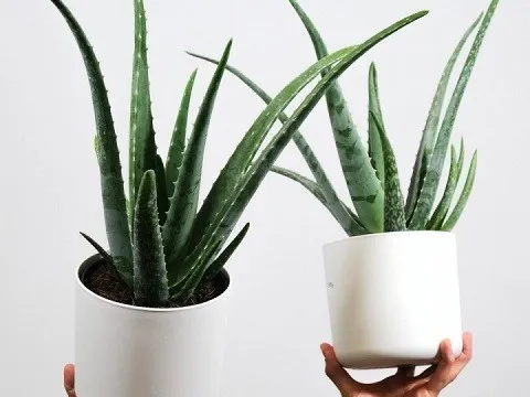 Chỉ cần có 5 loại cây "bảng vàng" trong nhà bảo đảm bạn sẽ ngủ ngon