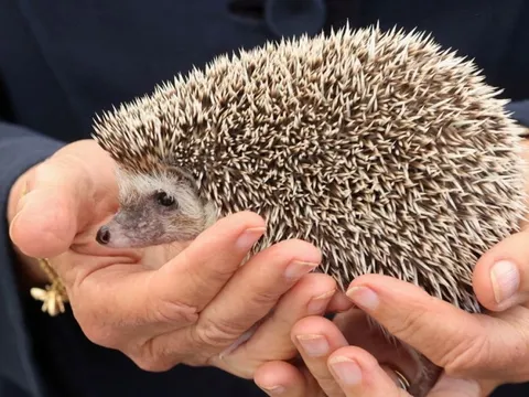 Anh sẽ khôi phục ít nhất 500.000 ha môi trường sống của động vật hoang dã