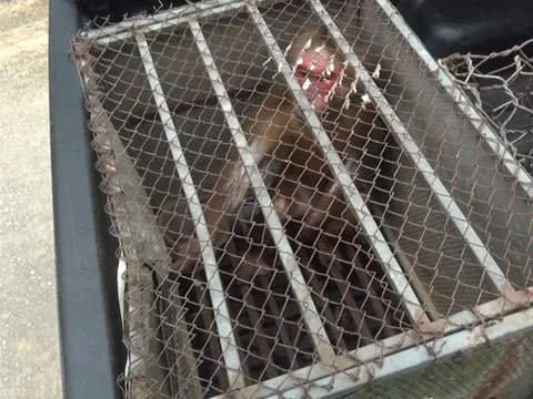 Nghệ An: Thả 2 cá thể khỉ mặt đỏ quý hiếm về tự nhiên