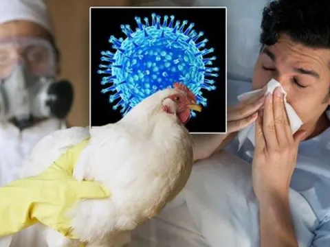 Mức độ nguy hiểm của cúm gia cầm H5N1
