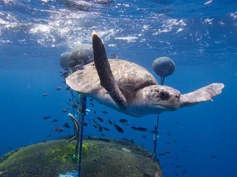 Bước đi lịch sử trong bảo vệ đa dạng sinh học đại dương