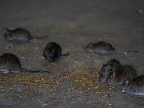 Mỹ: Hàng triệu con chuột ở New York có thể mắc COVID-19, lo ngại lây cho người