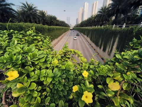 Hà Nội trồng mới 500.000 cây xanh