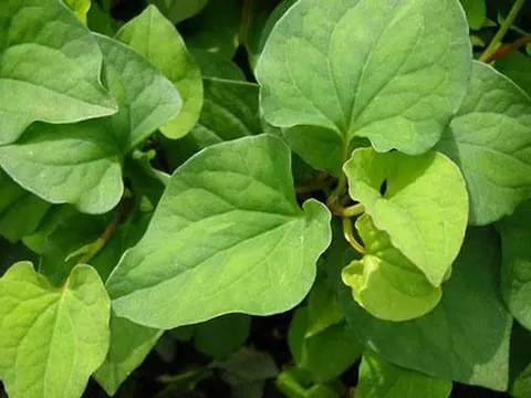 Những lợi ích bất ngờ từ rau diếp cá