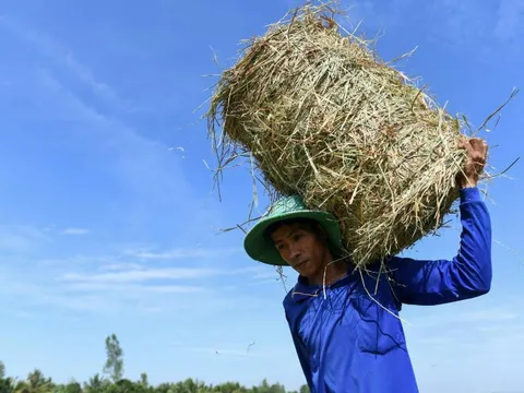 Phương pháp xử lý rơm thân thiện môi trường ở Việt Nam lên truyền thông quốc tế