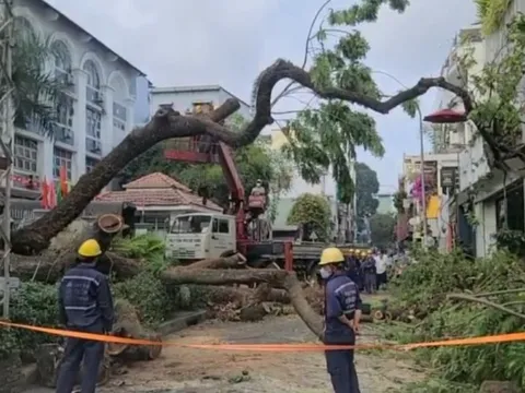 TP Hồ Chí Minh: Yêu cầu các trường rà soát hệ thống cây xanh trong trường học