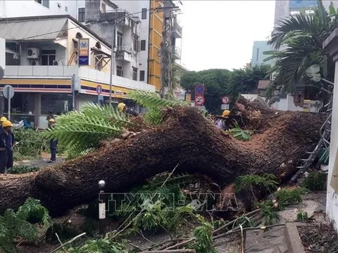 Vụ đổ cây trong trường học: Thăm hỏi và hỗ trợ các nạn nhân
