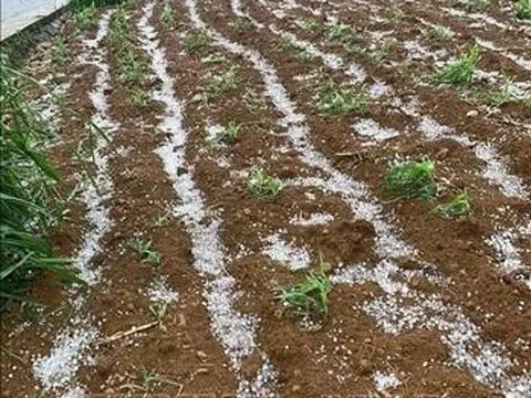 Khẩn trương khắc phục hậu quả dông lốc, mưa đá gây thiệt hại tại nhiều địa phương