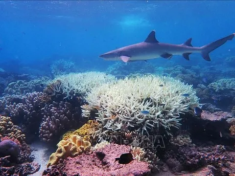 Chung tay hành động vì tương lai các đại dương