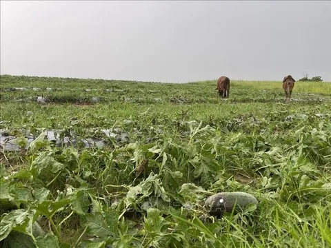 Gia Lai: Đề nghị hỗ trợ nông dân trồng dưa hấu bị thiệt hại do mưa lớn