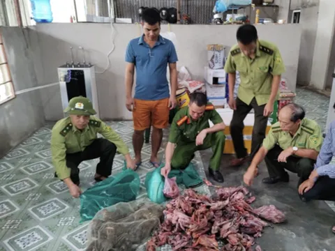 Hà Tĩnh: Thu giữ 260 con chim trời tại một cơ sở kinh doanh ăn uống