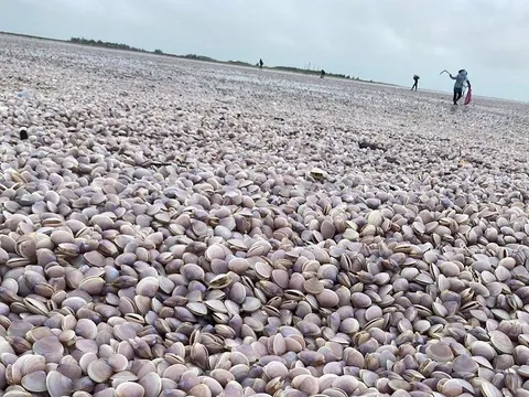 Nam Định: Sau bão Noru hàng nghìn tấn ngao dạt trắng bờ biển