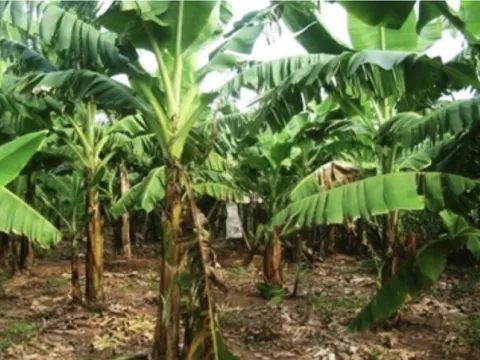 Sợ phiền mọi người, con trai tự chôn cất mẹ già 95 tuổi trong vườn nhà