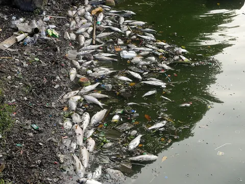 Hà Nội: Gần một tạ cá chết bốc mùi hôi thối, nổi trắng một góc Hồ Tây