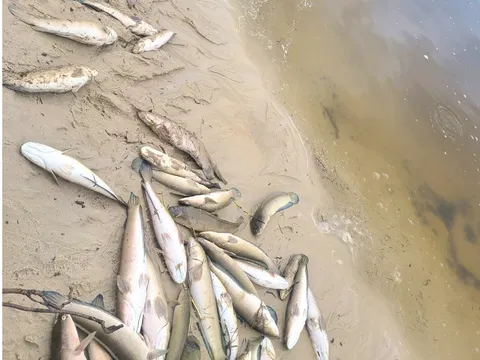 Quảng Bình: Đau lòng sét đánh chết 3 tấn cá lóc của người dân