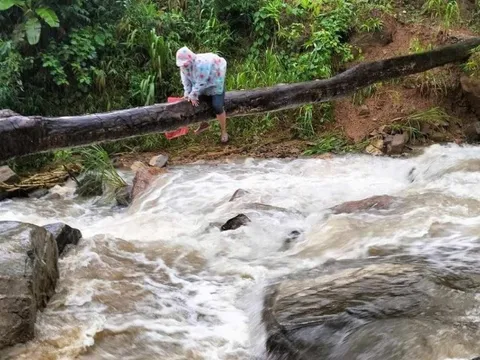 Quảng Nam: Thót tim cảnh cô giáo bám thân cây vượt lũ chảy xiết