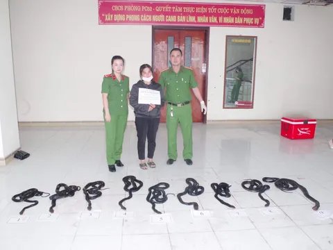 Hà Tĩnh: Phát hiện một người phụ nữ vận chuyển 9 cá thể hổ mang chúa