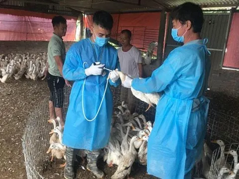 Triển khai quyết liệt, đồng bộ các giải pháp phòng, chống bệnh cúm gia cầm