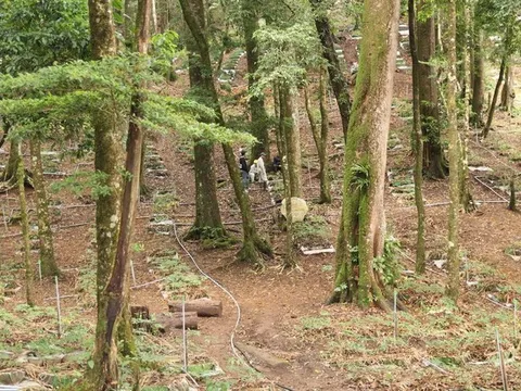 Kon Tum: Truy tìm thủ phạm trộm 100 cây sâm Ngọc Linh