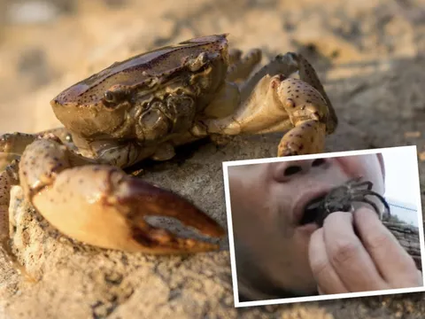 Trung Quốc: Người đàn ông phải nhập viện vì nhai cua sống "trả thù" cho con gái