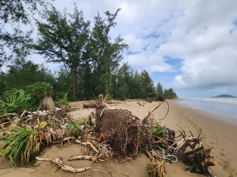 Hà Tĩnh: Biển xâm thực cuốn trôi rừng phi lao phòng hộ ven biển