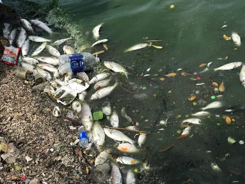 Nguyên nhân khiến cá chết nhiều ở Hồ Tây