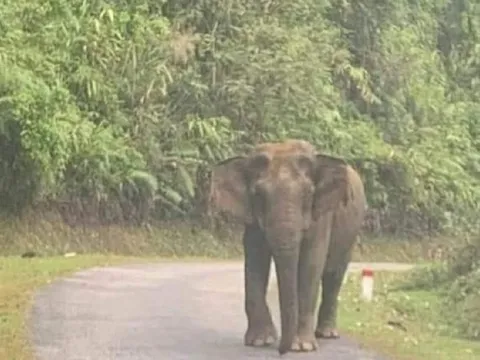 Nghệ An: Voi rừng bất ngờ xuất hiện gần khu dân cư