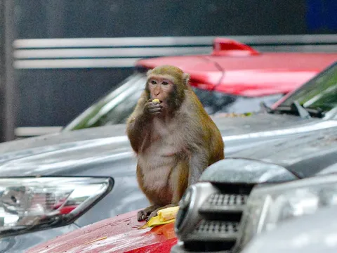 Đã bắt được con khỉ hoang cắn người tại Hà Nội