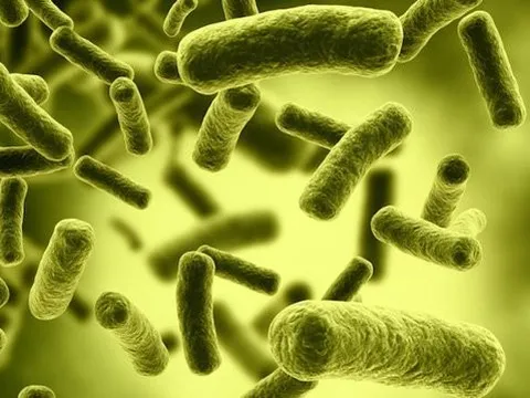 Chìa khoá phòng ngộ độc botulinum