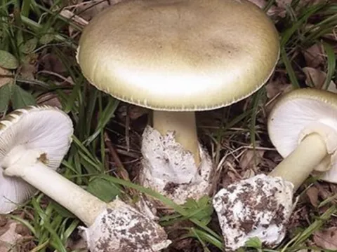 Lâm Đồng: 12 người bị ngộ độc do nấm rừng