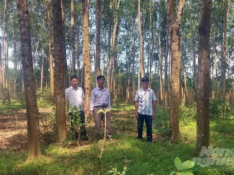 Cả nước đã trồng được gần 770 triệu cây, đạt 121,4% kế hoạch