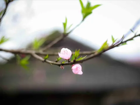 Không khí lạnh tràn về nước ta dịp Tết Nguyên đán