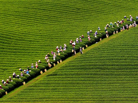 Nhiều hoạt động quảng bá Khu du lịch quốc gia Mộc Châu