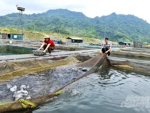 Mưu sinh trên lòng hồ hùng vĩ: Khai thác tiềm năng, phát triển bền vững