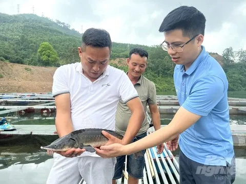 Mưu sinh trên lòng hồ hùng vĩ: Những ông chủ lớn của lòng hồ