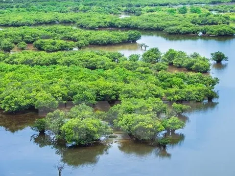 Bức tường vững chắc từ những cánh rừng ngập mặn ven biển 