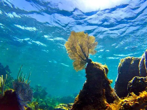 Ngày Đại dương thế giới 2022: "Hồi sinh: Cùng hành động vì đại dương”