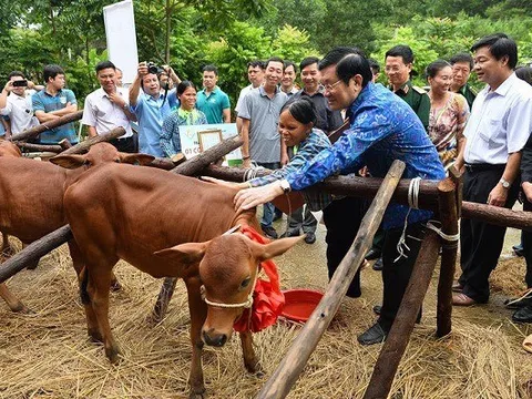 “Ngân hàng bò” - Ngân hàng của lòng nhân ái