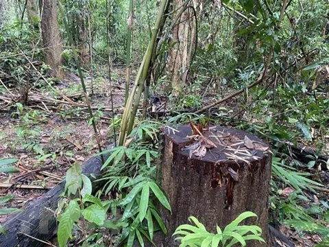 Kon Tum mở rộng điều tra vụ phá rừng tại Công ty lâm nghiệp Sa Thầy