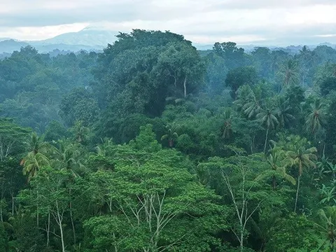 Cảnh báo nhiều quốc gia ghi nhận số vụ phá rừng gia tăng