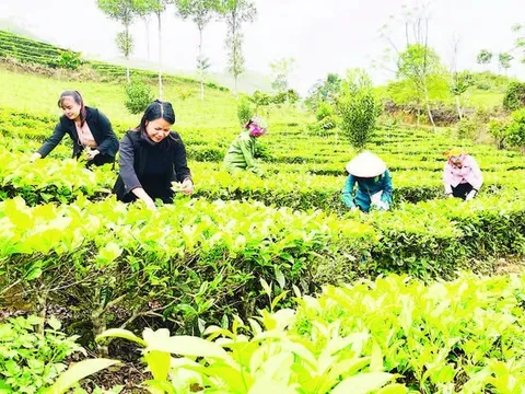 Sửa đổi, bổ sung hướng dẫn đa dạng hóa sinh kế, phát triển mô hình giảm nghèo từ 1/6