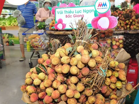 Vải thiều Nam tiến