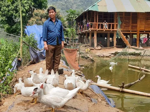Nậm Nhùn, Lai Châu: Làm giàu thành công trên mảnh đất quê hương