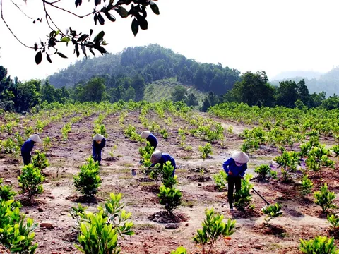 Quy định về trồng rừng thay thế khi chuyển mục đích sử dụng rừng sang mục đích khác