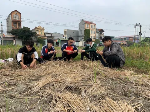 Sinh viên Đại học Công nghiệp Hà Nội nghiên cứu biến tính Xenluloza từ rơm rạ để hấp phụ xăng trong nước