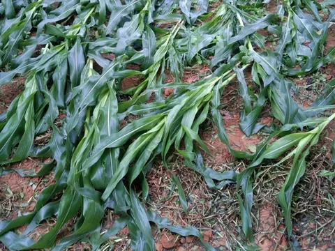 Yên Bái: Mưa lũ gây nhiều thiệt hại trên địa bàn huyện Văn Chấn