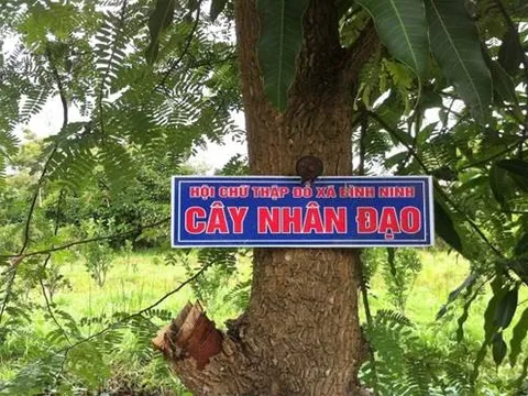 Hội CTĐ xã Bình Ninh: Phát triển mô hình “Trồng cây gây quỹ phát triển ngân hàng bò”