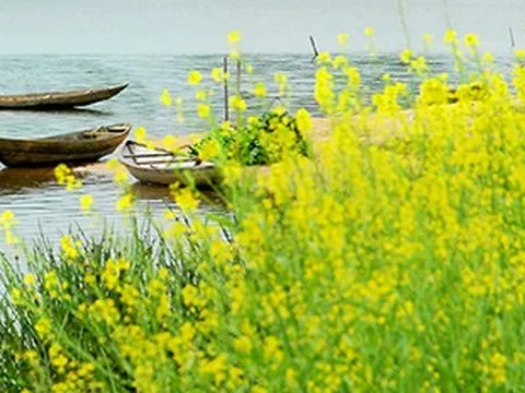 “Mùa hoa cải” - bản tình ca của người lính đi cùng năm tháng